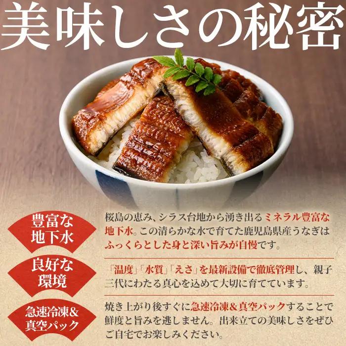 ＜定期便・全3回＞東串良町 うなぎ 蒲焼 (無頭)(2尾・計約300g・タレ、山椒付×3回) 高級 ウナギ 鰻 国産 たれ 鹿児島 ふるさと 人気【アクアおおすみ】【0304303b】