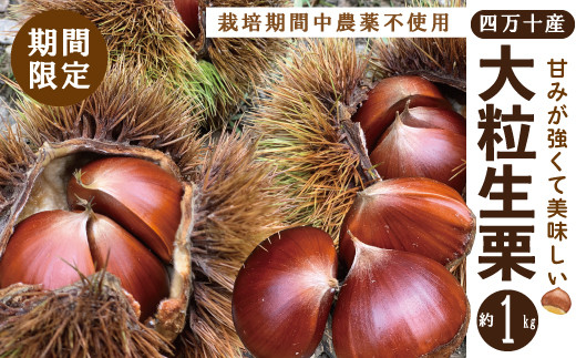
                  39210-149-0009_【期間限定・早期受付・数量限定】四万十産生栗1kg　2L～3L（栽培期間中農薬不使用）
                