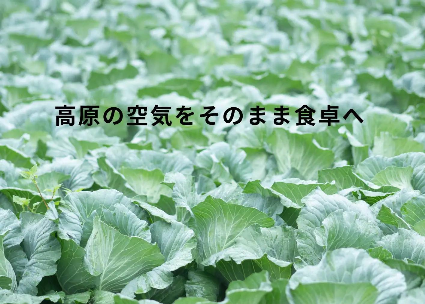 【阿蘇 郷乃舎】阿蘇高原 農家直送こだわり野菜と阿蘇特産品セット お野菜8~10品 ＋ASOMILK のむヨーグルト 野菜ソムリエ上級プロ厳選 ASOMILK のむヨーグルト 牛乳 阿蘇ミルク 阿部牧