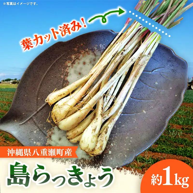 【先行受付】【2026年発送】沖縄県八重瀬町産 葉切り落とし 島らっきょう約1kg - 生らっきょう 国産 甘酢漬け 漬物 天ぷら チャンプルー 有機栽培 おすすめ 送料無料
