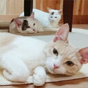 【ふるさと納税】【保護猫応援】湯村温泉の猫カフェ　猫時間の1時間利用券(ワンドリンク付き)2枚【1422388】