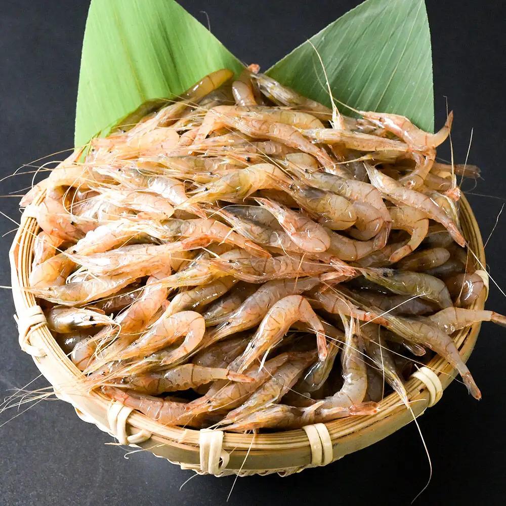 十和田湖すじえび 約500g 冷凍