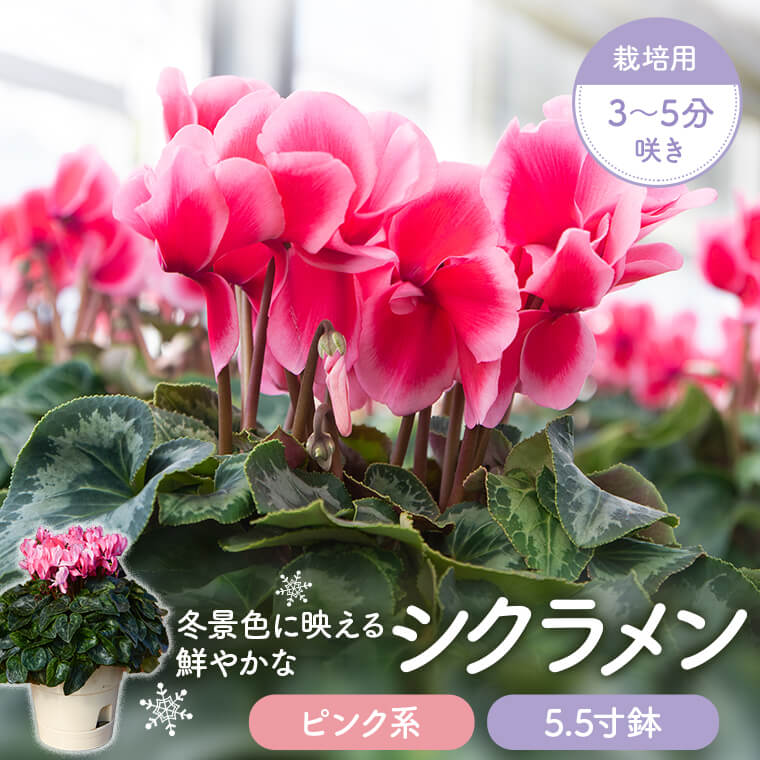 【ふるさと納税】シクラメン(ピンク系) 5.5寸鉢 栽培用3～5分咲き シクラメン 鉢花 5.5寸鉢 ピンク系 鹿児島県 薩摩川内市 送料無料