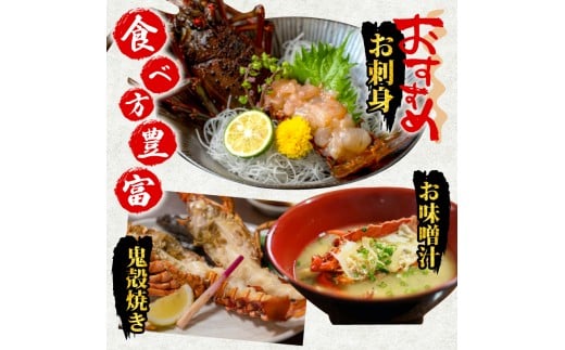 伊勢海老 訳あり 1.5kg 新鮮 冷蔵 イセエビ 伊勢海老 伊勢エビ 活き 伊勢 海老 エビ えび いせえび 刺身 焼き物 お味噌汁 鍋 ボイル エビフライ 朝獲れ 刺身 刺し身 新鮮 お酒のお供 甘い つまみ ごはん 海鮮 ギフト 贈答 高知県 須崎市