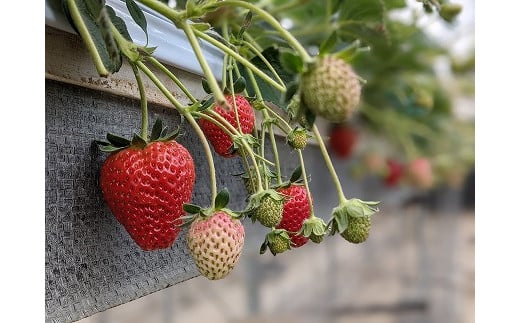 
            中川村産大粒いちご２品種セット（４Ｐ）
          