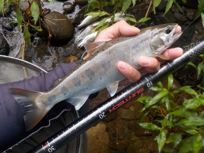 【日本製・渓流竿】サンテック KANAME SPECIAL 本流 90F  239-1