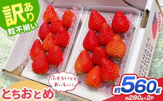 【先行予約】【栃木県共通返礼品】訳あり とちおとめ 約 280g × 2P ｜いちご イチゴ 苺 訳あり 不揃い 粒  フルーツ  果物  ふるさと納税 いちご 栃木県 那珂川町 送料無料