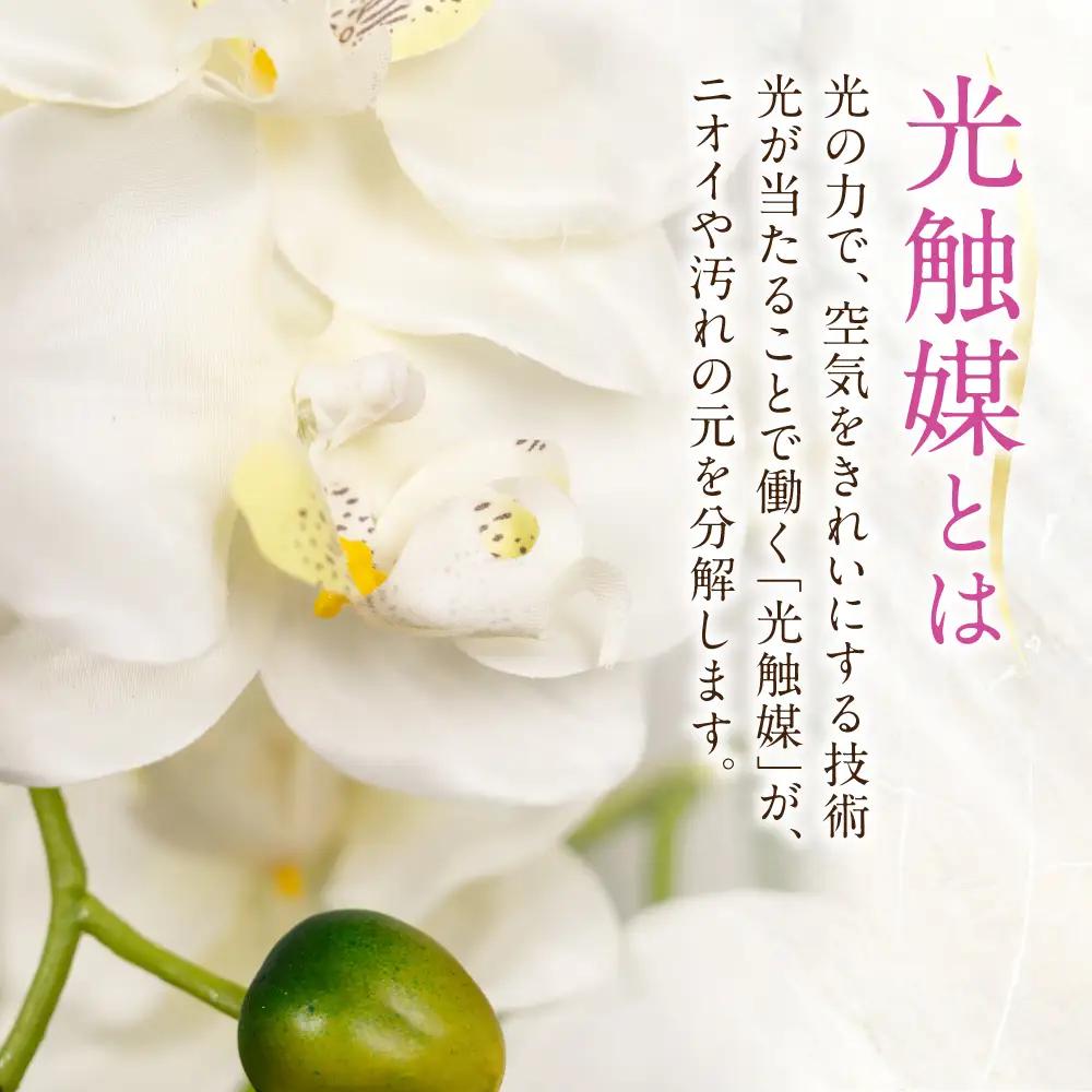 光触媒造花胡蝶蘭 5本立（イエロー)｜胡蝶蘭