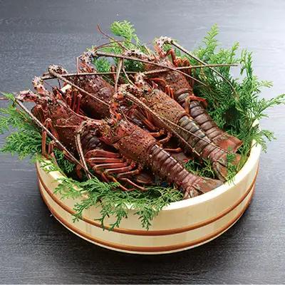 天然 伊勢えび（活）2～5尾 750～850g【2026年10月中旬頃から2027年3月末までに順次発送（1月は漁不可）】 / 伊勢えび 伊勢海老 海老 海鮮 天然 えび エビ 活 【enk002】