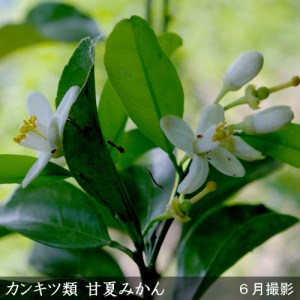 訳あり＜すだ農園＞3年生 苗木 ◇柑橘類 甘夏みかん[果樹鉢 2021年] ※北海道、沖縄、離島への配送不可