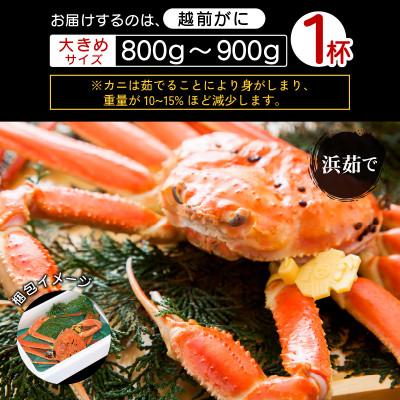 ふるさと納税 越前町 地元鮮魚店厳選 ≪浜茹で≫ 越前がに 大きめサイズ 1杯【1月発送分】 |  | 03