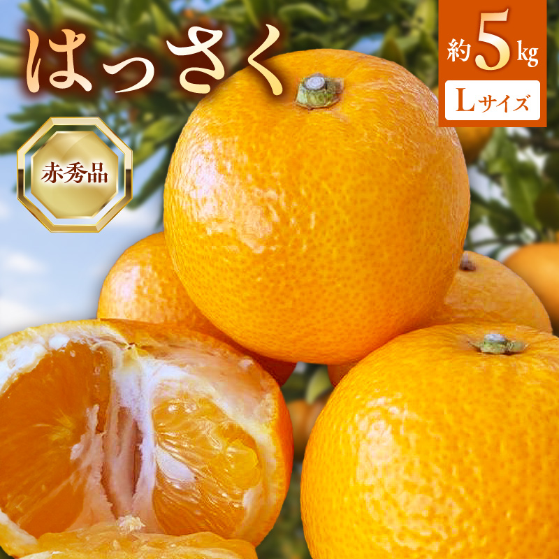 【2027年先行受付】はっさく 赤秀品 Lサイズ 5kg ※着日指定不可<br>_BF6067