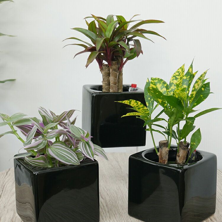 【ふるさと納税】 観葉植物 キュートフィット 黒角 おまかせ 3個 セット [三浦園芸 愛知県 岡崎市 ok23bzw830015] 植物 ガーデン おしゃれ DIY オフィス 室内 インテリア