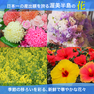 中型タクシーで田原市観光プラン 5時間コース 観光 旅行 タクシー いちご狩り 岬 灯台 菜の花 菜の花祭り 田原市 渥美半島 愛知県