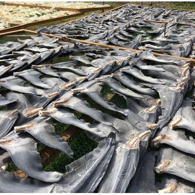 ふるさと納税 館山市 【エコ包装】「フカヒレ姿煮」大尾びれ2枚入り(530g×2枚)　尾びれ重さ約201-240g |  | 03