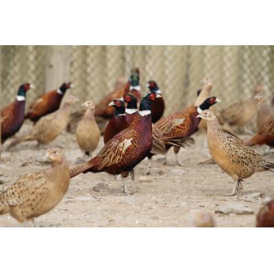 ふるさと納税 鬼北町 キホクのキジ串焼き四種食べ比べ |  | 03