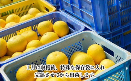 【数量限定】文旦(ぶんたん) 中玉 約8kg[OAF002] 文旦