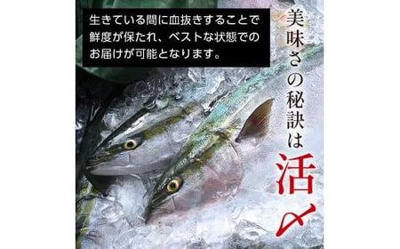 北海道 知床羅臼産 天然ぶり刺身 500g (250g×2パック) 魚 海産物 魚介 魚介類 ブリ 鰤 刺身 ご飯のお供 冷凍 生産者 支援 応援