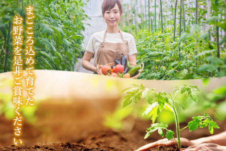 ＜畑から直送＞季節のお野菜セット Sサイズ（3品）