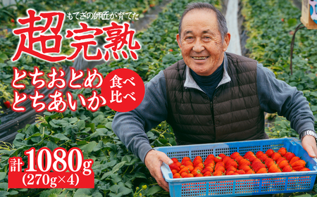 いちご【1月中旬以降発送】朝採れとちあいか×とちおとめ レギュラーサイズ 食べ比べセット 各約270g × 2パック 合計1080g |イチゴ いちご