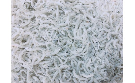 淡路島のふっくらやわらかい「釜揚げしらす干し」 1㎏入り×12個 合計12㎏