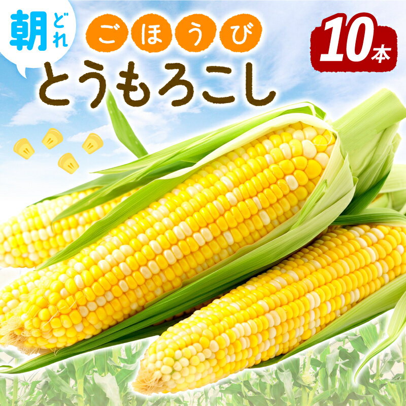 【ふるさと納税】 先行受付 朝採れ とうもろこし 10本 ごほうびとうもろこし 令和8年産 トウモロコシ とうきび 野菜 産地直送 期間限定 先行予約 鮮度抜群 風の子ファーム 埼玉県 羽生市