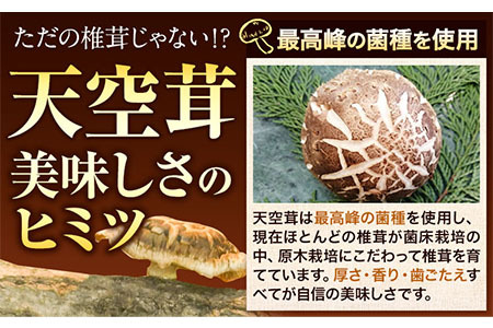 椎茸 生椎茸 しいたけ 天空茸 6個 《30日以内に出荷予定(土日祝除く)》アーマット福岡 有機栽培 きのこ 福岡県 小竹町 野菜 天ぷら 煮物 ミッションバレーゴルフクラブ