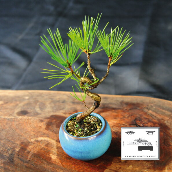 【ふるさと納税】 赤石の泉 黒松（鉢植え） S-24【現品限り】【配送地限定】