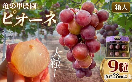 【山陽小野田市・宇部市共通返礼品】【農薬・化学肥料不使用】ぶどうの粒 9粒（直径28?以上） フルーツ ぶどう 葡萄 ブドウ ピオーネ 有機 無農薬 山口県 山陽小野田市 ふるさと納税 F6L-1078
