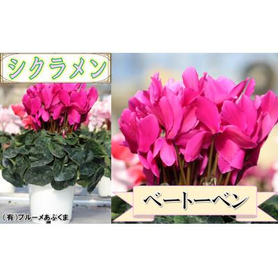 ふるさと納税 中島村 【先行予約】シクラメン6号鉢(ベートーベン)　ブルーメあぶくま
