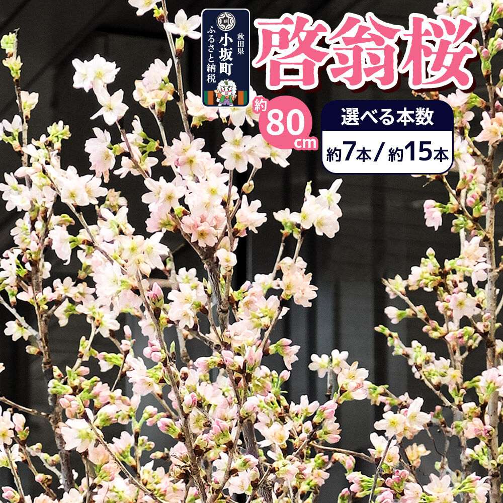 【ふるさと納税】《予約受付》啓翁桜 約80cm【選べる本数：約7本／約15本】さくら 桜 サクラ 花ギフト プレゼント 啓翁桜小坂会