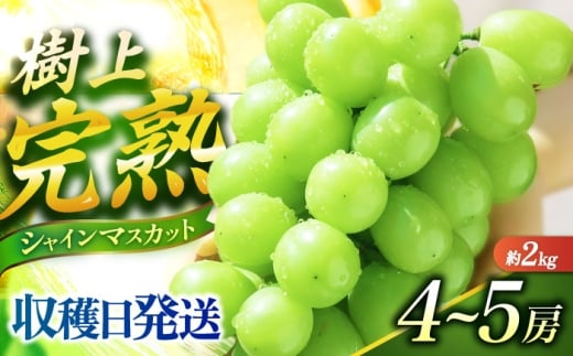 シャインマスカット【2026予約 2026年9月～10月頃発送】ご家庭用シャインマスカット2kg前後（4～5房） 長与町/果豊園 [ECL012] しゃいんますかっと 先行予約 2026予約 大粒 1