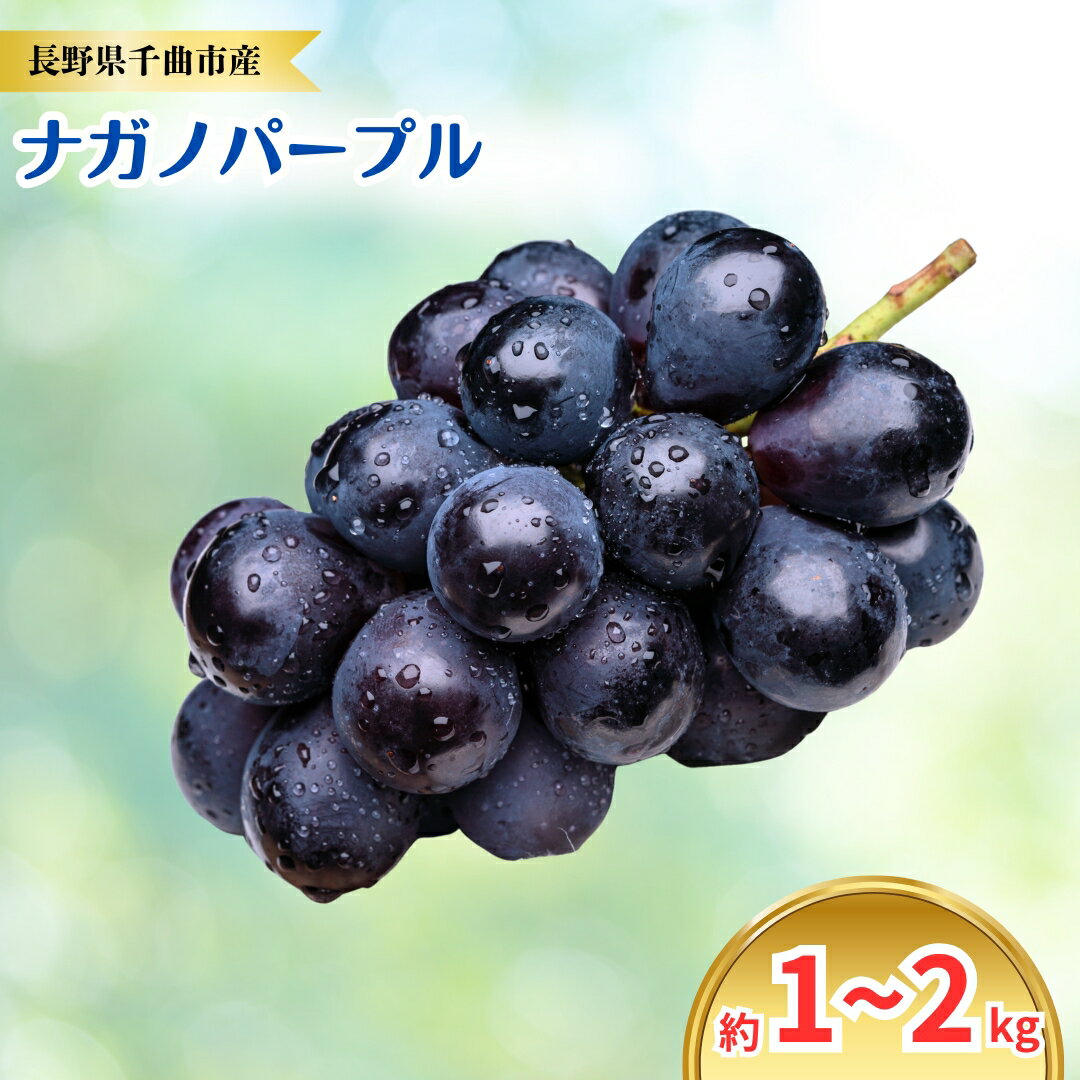 【ふるさと納税】【2026年先行予約】ナガノパープル 約1~2kg｜ぶどう 大粒 白ぶどう 種無し 皮ごと 信州 長野県 千曲市
