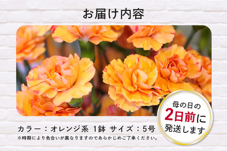 カーネーション オレンジ系 鉢植え 母の日 贈り物 A07-009 