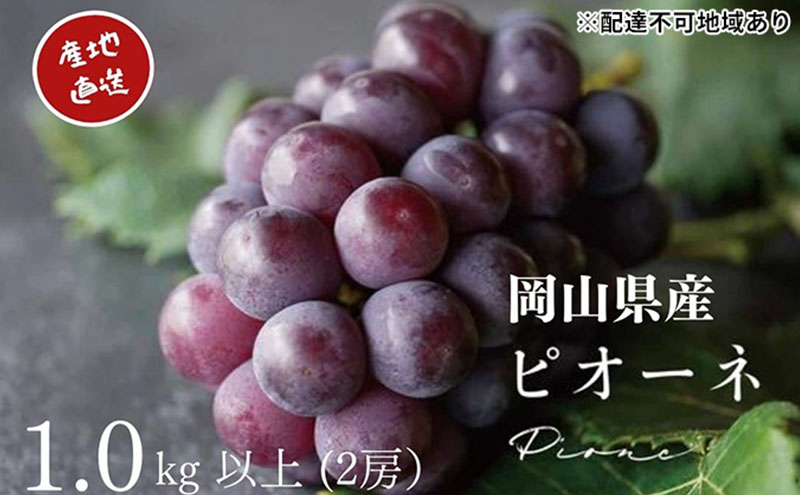 厳選 ニューピオーネ 2房 合計1.0kg以上 産地直送 朝採れ ぶどう 葡萄 Kawahara Green Farm 岡山県産 2025年