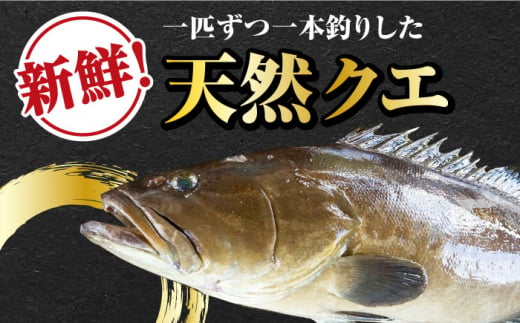 【 対馬産 】最高級 クエ 鍋 セット （ 4〜5人前 ） 《対馬市》【石川水産】 水炊き  鮮度抜群 海鮮 [WAB008]天然くえ 高級魚 アラ 魚 新鮮 下処理 クエ 希少 人気 唐揚げ 鍋 海