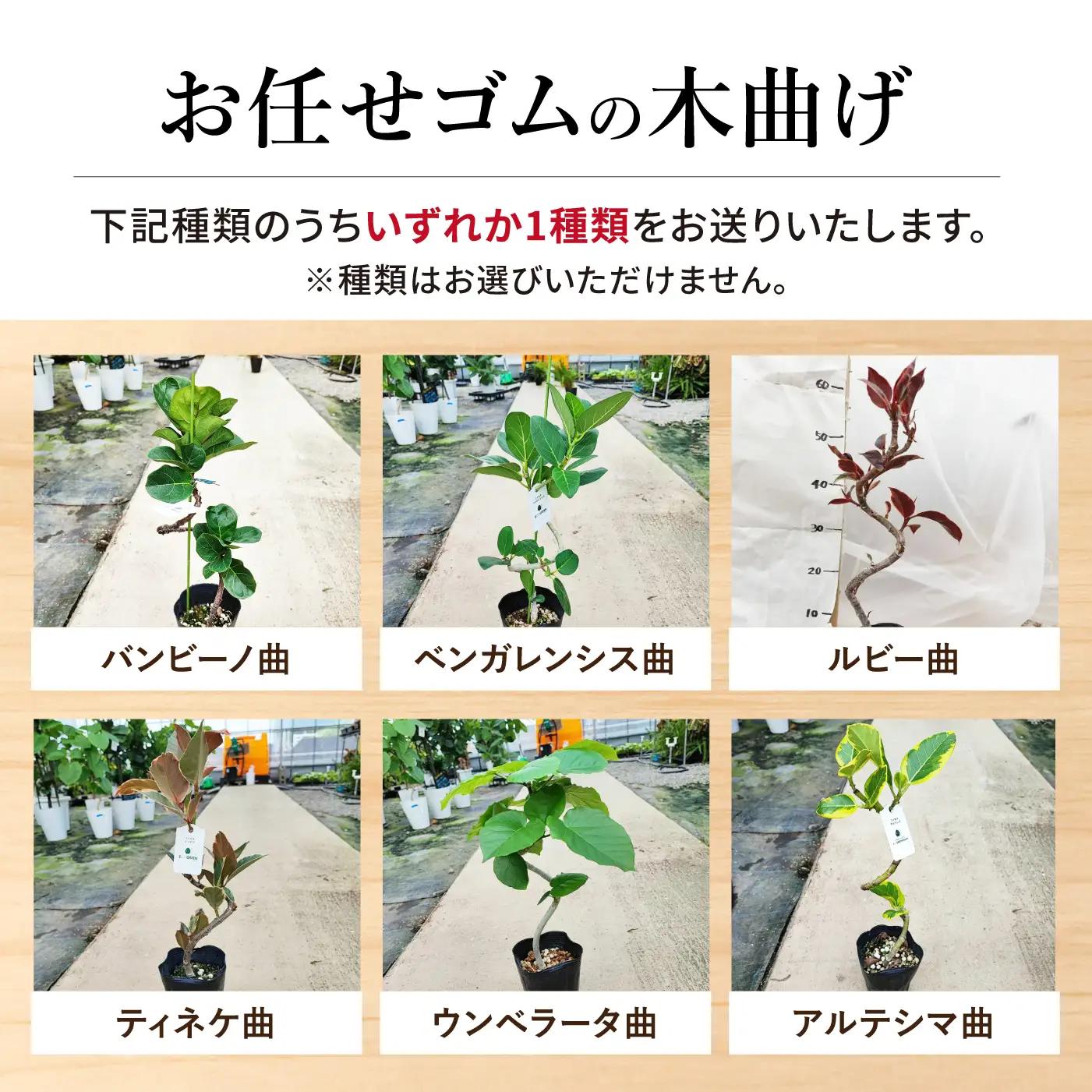 土付き 観葉植物 3点セット[ACAL012]