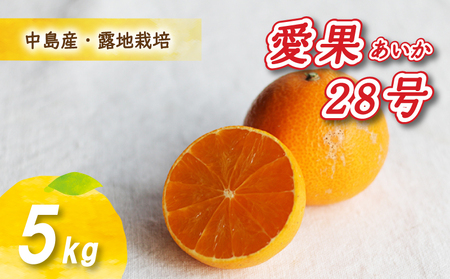 【12月から発送】 愛果28号 5kg あいか みかん 数量限定 年内配送 みかん 愛媛県産 みかん 愛果28号 松山市 みかん 中島 みかん 愛果28号 みかん 蜜柑 愛果28号 ミカン みかん 旬 愛果28号 【NO0141】