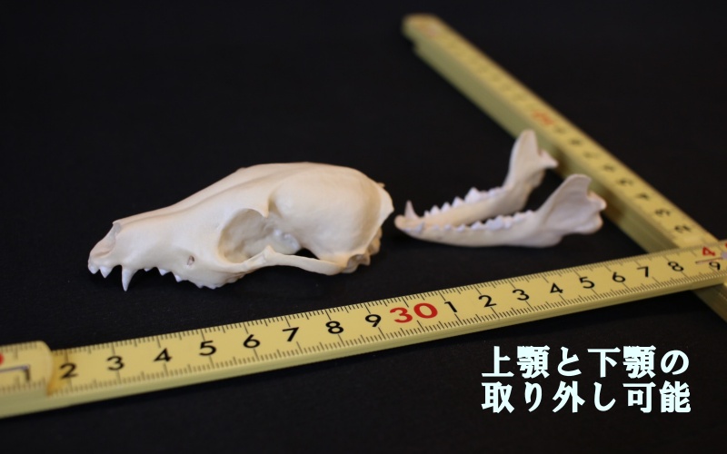 [8cm] タヌキ 縮小頭骨レプリカ/レプリカ 標本 コレクション 動物標本 頭骨レプリカ タヌキ 3Dプリント 【anf001】