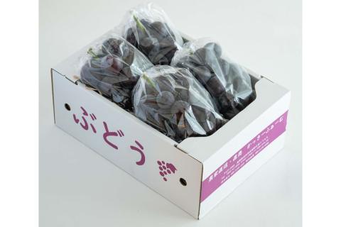 【先行予約】種無しピオーネ 約1.8kg 3～5房《9月上旬頃から発送》 果物 ピオーネ ぶどう 先行予約 【1876】