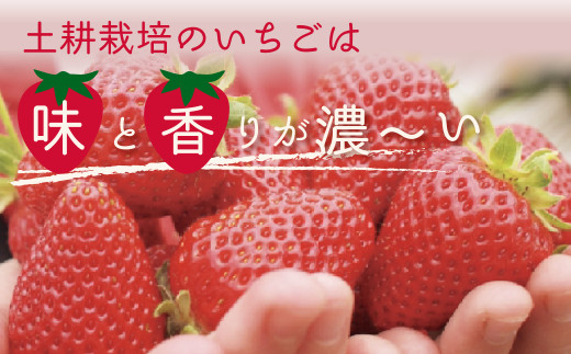 こだわりの土耕栽培で育てた味と香りが濃い苺を朝採れの新鮮なまま定期便にしてお届け