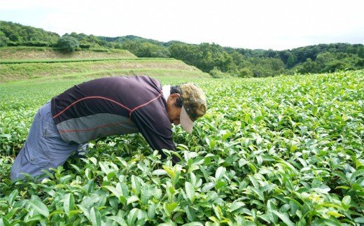 美味しく健康的にお茶を楽みたいならコレ！有機GABA茶（50g×3袋）