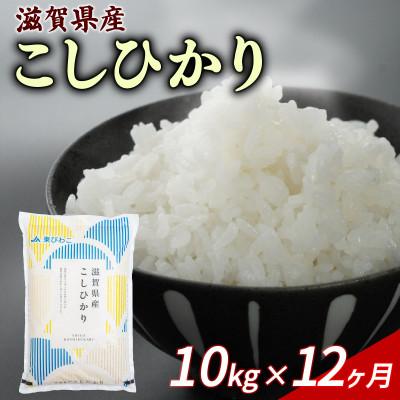 ふるさと納税 彦根市 【毎月定期便】こしひかり 10kg 【滋賀でとれたお米、近江米!】全12回