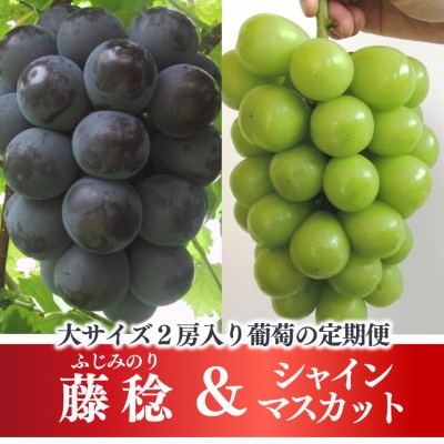 【発送月固定定期便】藤稔とシャインマスカットの満足2回便! 各大2房入/1.3kg(岡山県産)全2回【配送不可地域：離島】