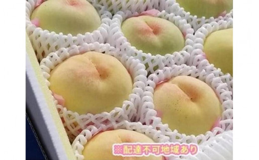 
くぼ農園 白桃 セレクション 約3.0kg [No.5220-0425]
