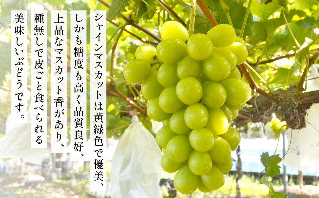 高級ぶどう・シャインマスカット2～3房セット《化粧箱入り》