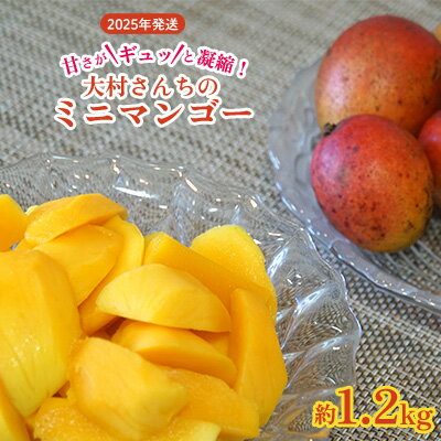 【ふるさと納税】甘さがギュッと凝縮！大村さんちのミニマンゴー　約1.2kg　2025年発送 甘い 芳醇 完熟 マンゴー ミニマンゴー みにまんごー 希少 デザート フルーツ アーウィン あまい おいしい ジューシー 南国 高級 まんごー 沖縄 国産マンゴー 沖縄県 東村