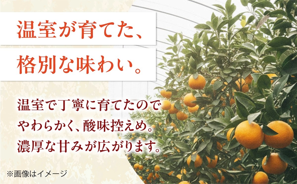 冷やしてさらにおいしく！暑い季節に楽しめるハウスみかん！