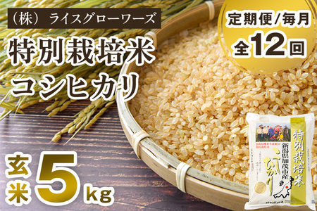 【令和8年産新米先行予約】【定期便12ヶ月毎月お届け】新潟県加茂市産 特別栽培米コシヒカリ 玄米5kg《10月上旬～順次出荷》 従来品種コシヒカリ （株）ライスグローワーズ