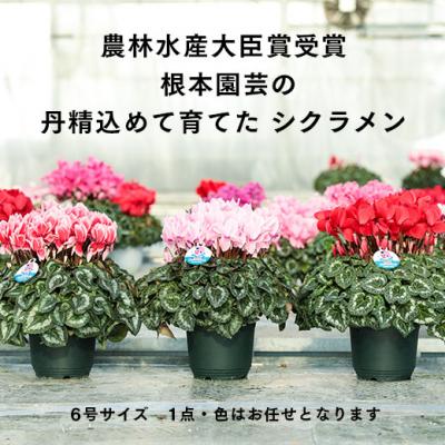 ふるさと納税 南相馬市 【2026年 先行予約】シクラメン 色おまかせ 6号 | 花ギフト 鉢植 根本園芸 aj011-ac